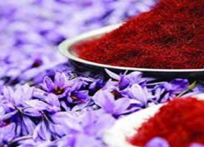 شروع به کار بزرگترین بازار خریدو فروش گل زعفران در تربت حیدریه