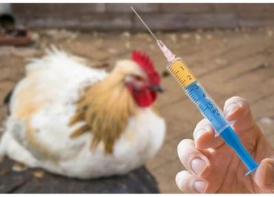 مجوز تولید واکسن آنفولانزای فوق حاد پرندگان صادر شد