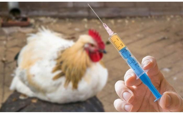 مجوز تولید واکسن آنفولانزای فوق حاد پرندگان صادر شد
