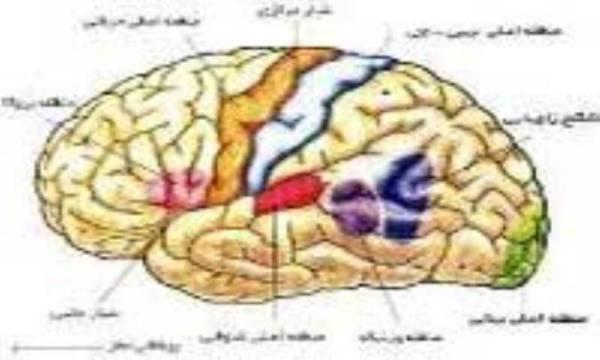 تفاوت میان ناحیه بروکا و ناحیه ورنیکه در مغز