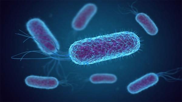 باکتریِ عامل یک بیماری نادر و کشنده از جنوب آمریکا سر درآورد
