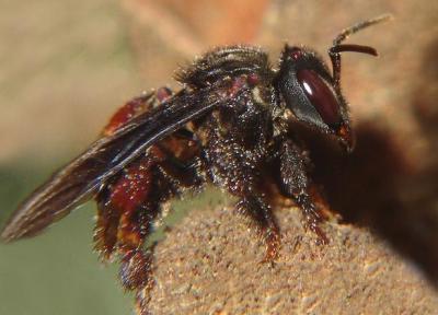 عجیب ترین زنبور دنیا که با گوشت مرده جادو می نماید!